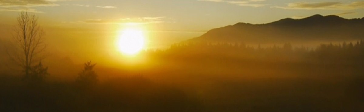 La forza vitale - origine della salute e della vitalit&agrave;